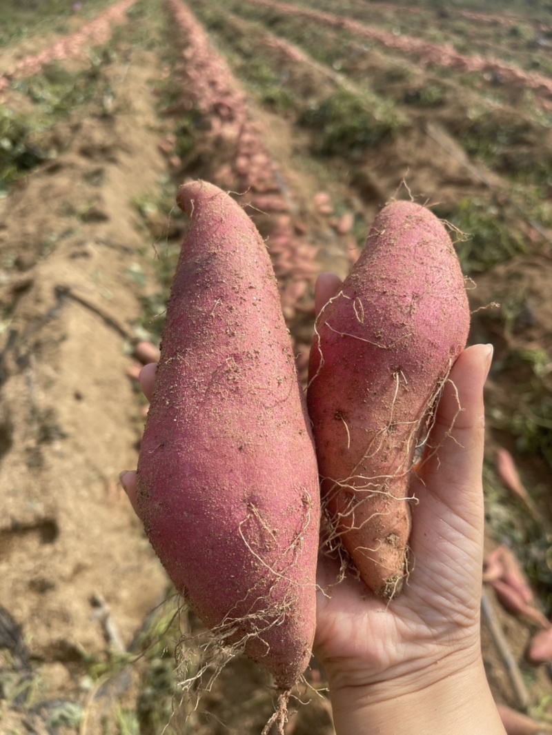 【荐】山东荣成烟薯25烟薯25烟蜜薯基地批发烤薯专用