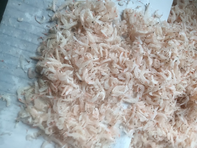 微盐虾皮！流水线虾皮！干度中等！干净无杂质！