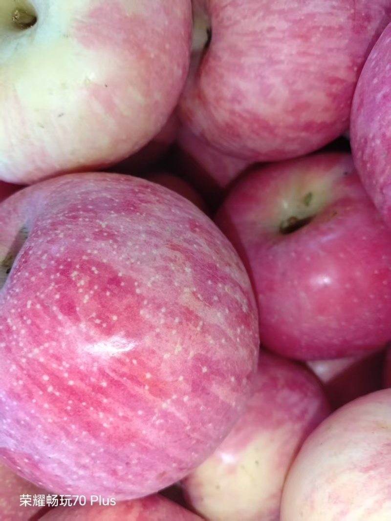 红富士河南苹果🍎产地直销量大从优可视频看货对接全国