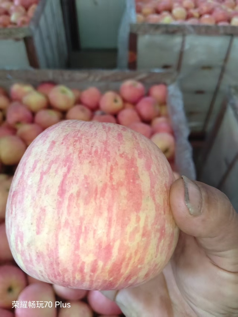 红富士河南苹果🍎产地直销量大从优可视频看货对接全国