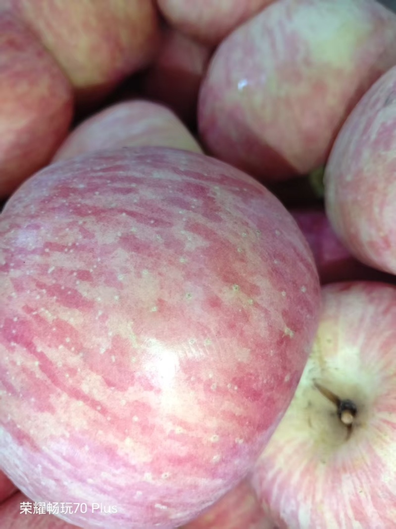 红富士河南苹果🍎产地直销量大从优可视频看货对接全国