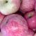 红富士河南苹果🍎产地直销量大从优可视频看货对接全国