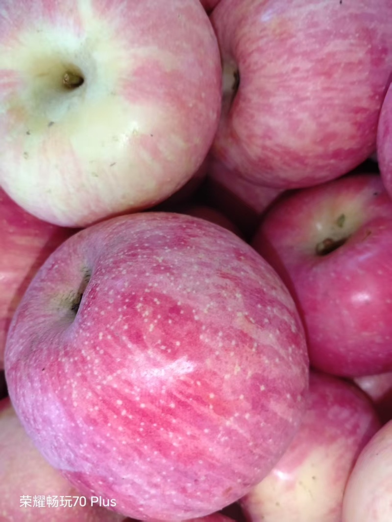 红富士河南苹果🍎产地直销量大从优可视频看货对接全国