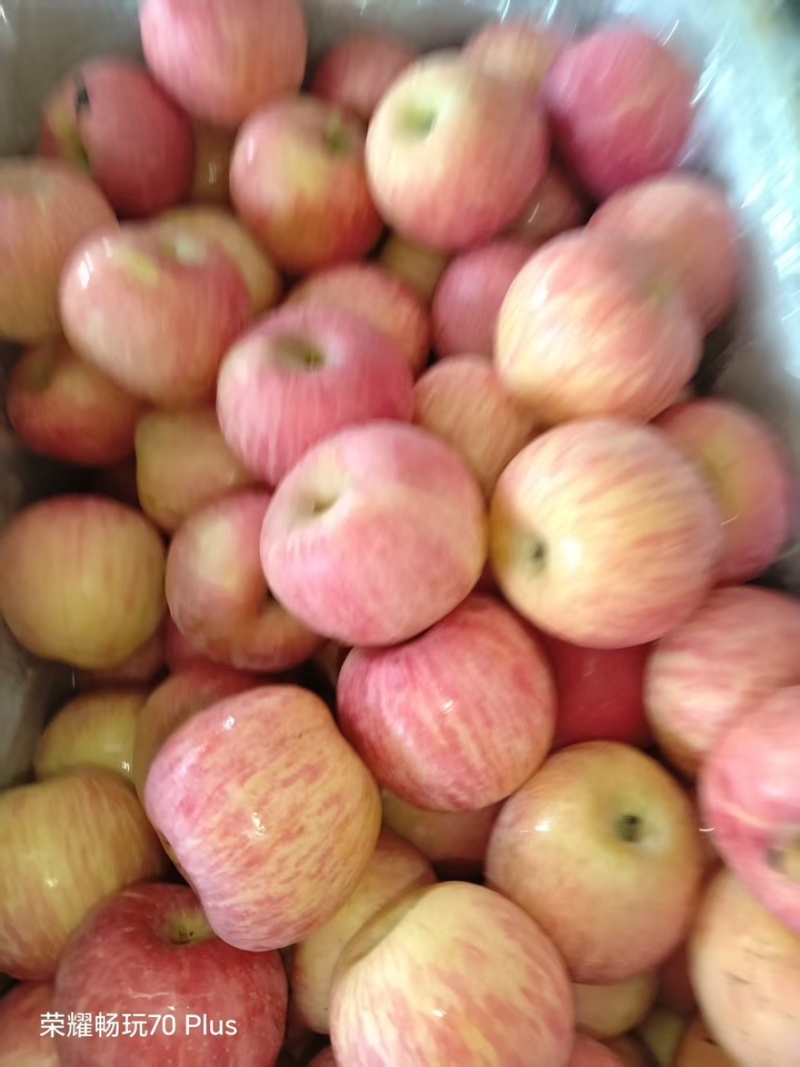 红富士河南苹果🍎产地直销量大从优可视频看货对接全国