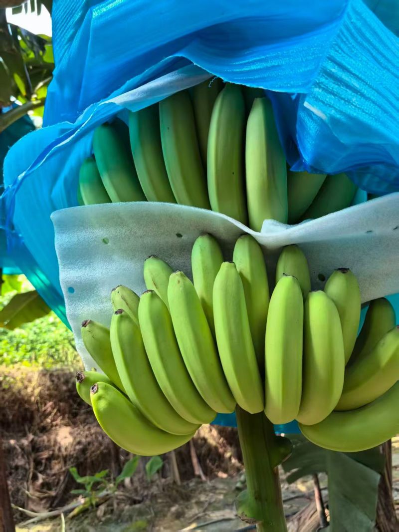 精品优质香蕉