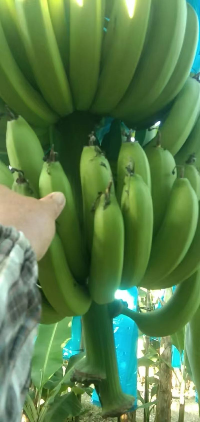 精品优质香蕉