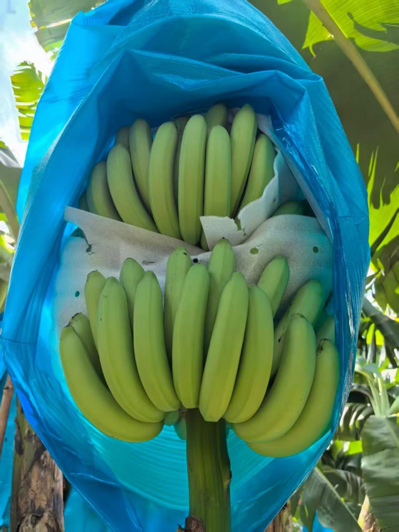 精品优质香蕉
