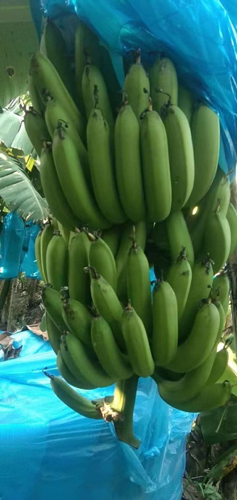 精品优质香蕉
