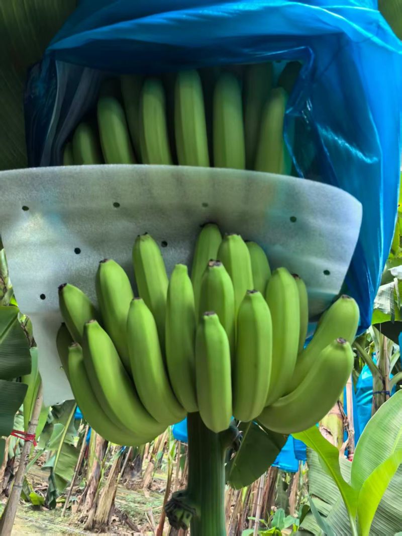 精品优质香蕉