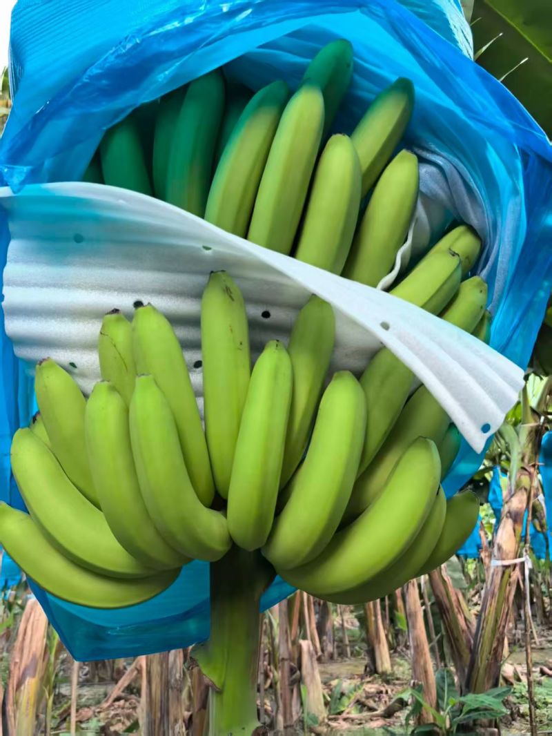 精品优质香蕉