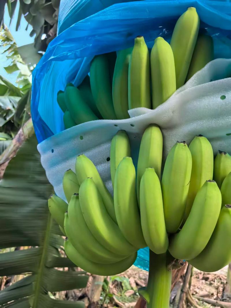 精品优质香蕉