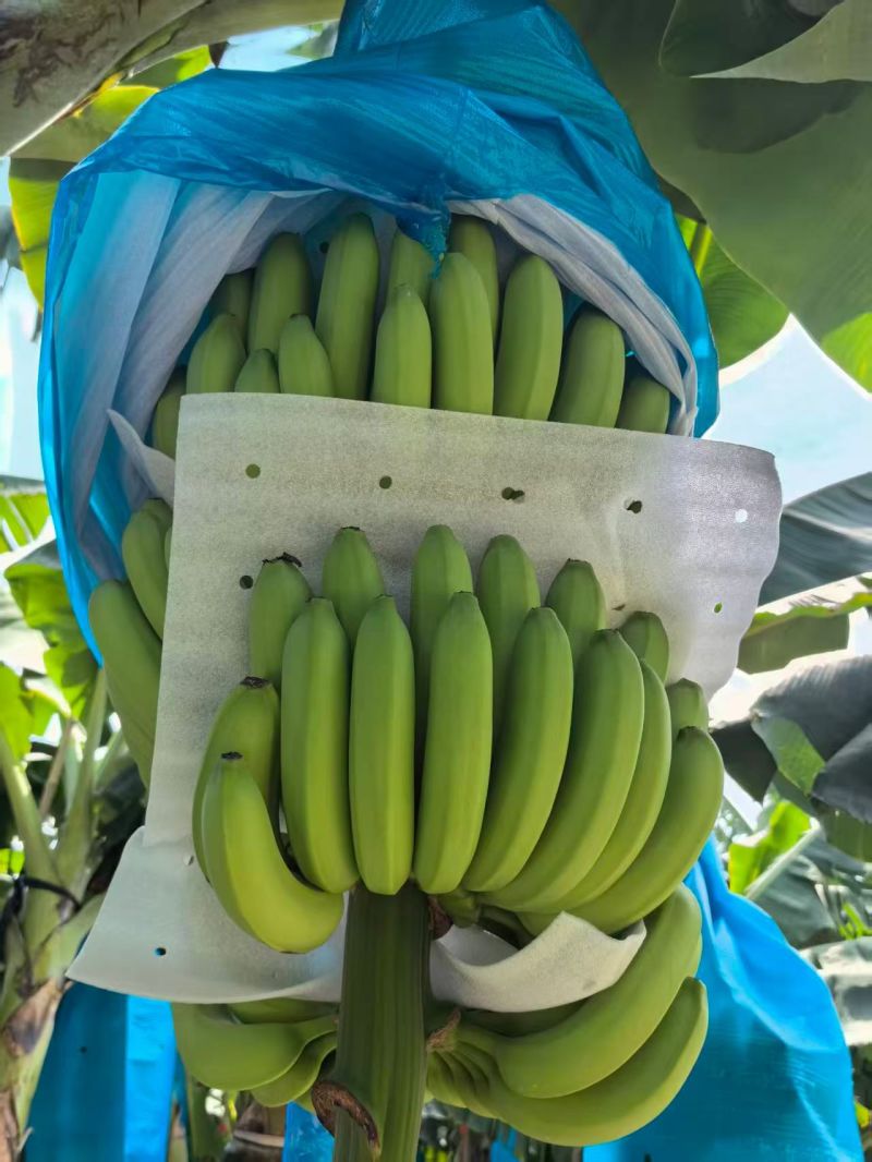 精品优质香蕉