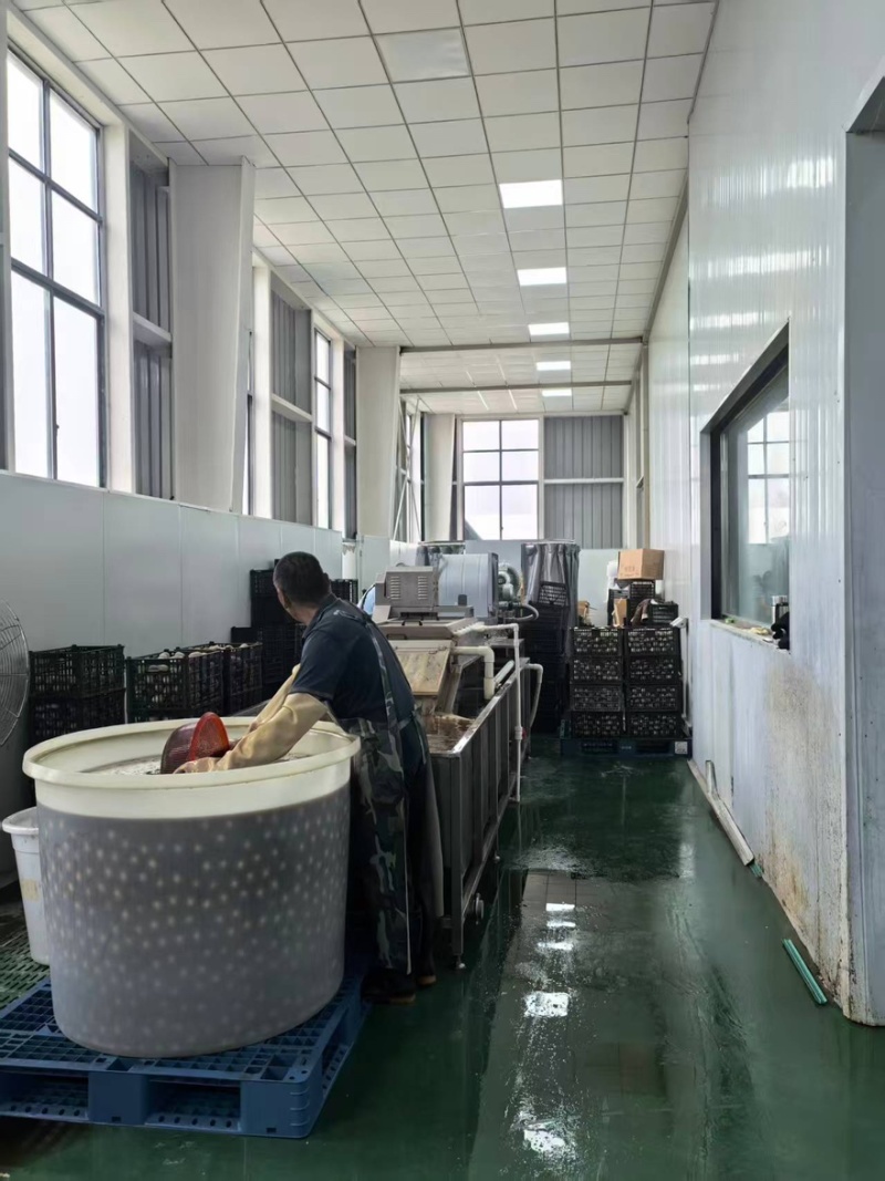 溏心松花蛋大量有货厂地直发货源保障价格实惠