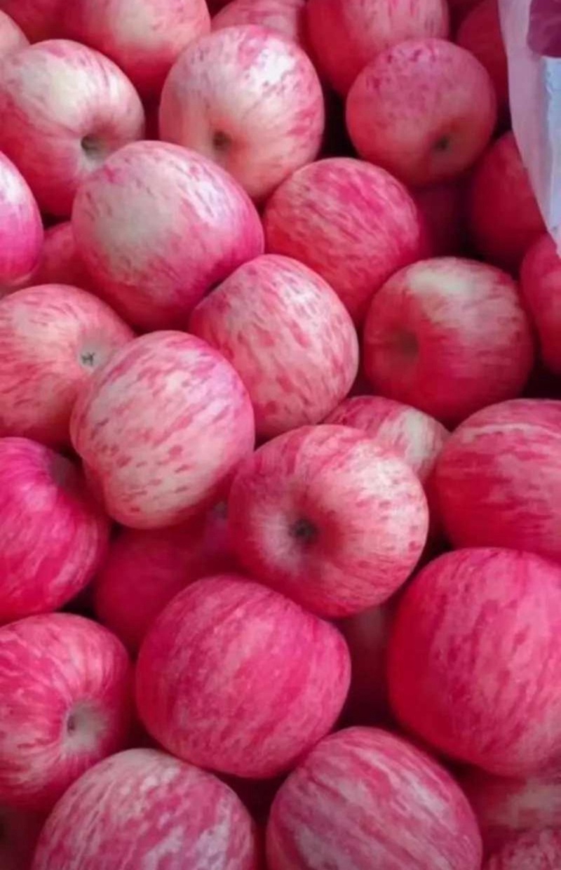 红富士河南苹果🍎产地直销量大从优可视频看货对接全国