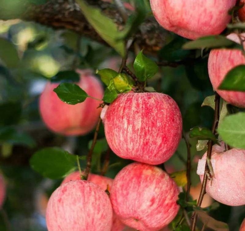 红富士河南苹果🍎产地直销量大从优可视频看货对接全国