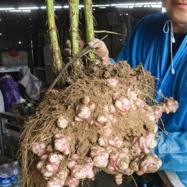 红皮头茬洋姜