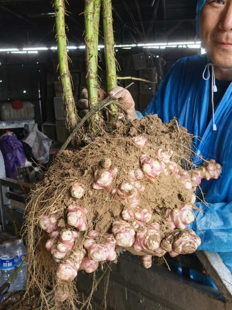 红皮头茬洋姜