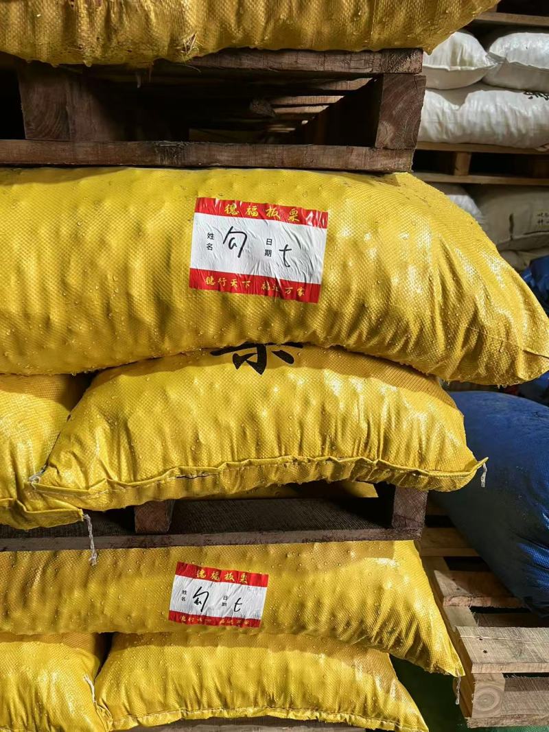 河北精品勾七板栗产地一手货源保质保量欢迎随时电话联系