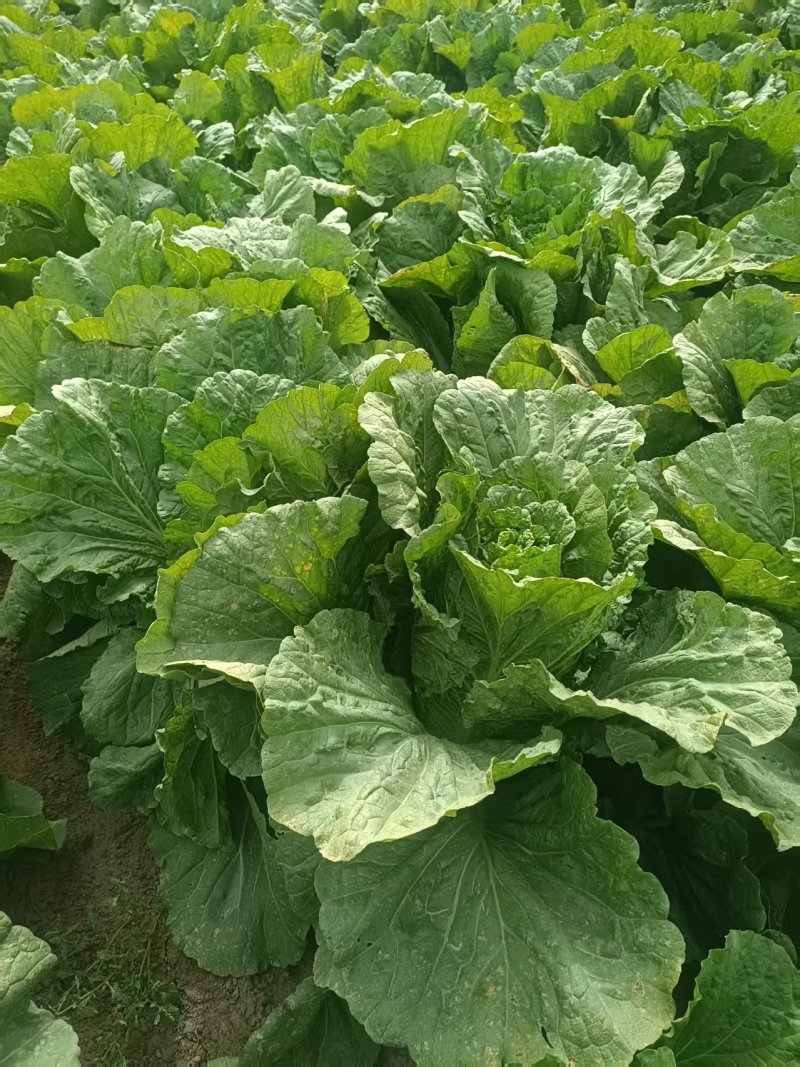 新疆阿克苏大白菜，颗重5公斤，欢迎选购，价格量大从优