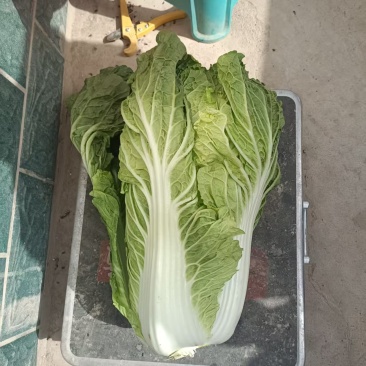 新疆阿克苏大白菜，颗重5公斤，欢迎选购，价格量大从优