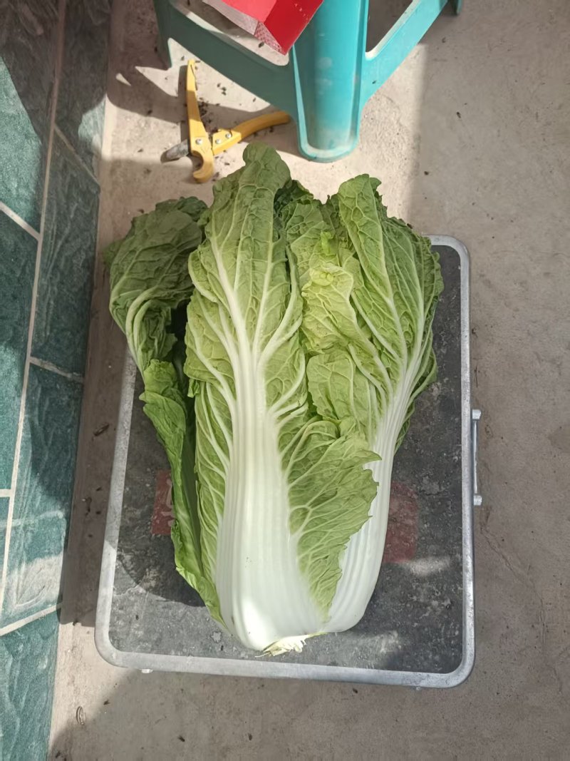 新疆阿克苏大白菜，颗重5公斤，欢迎选购，价格量大从优