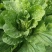 新疆阿克苏大白菜，颗重5公斤，欢迎选购，价格量大从优