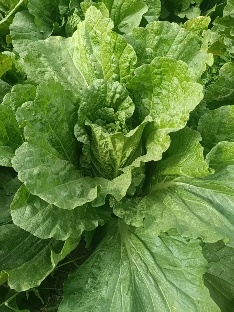 新疆阿克苏大白菜，颗重5公斤，欢迎选购，价格量大从优