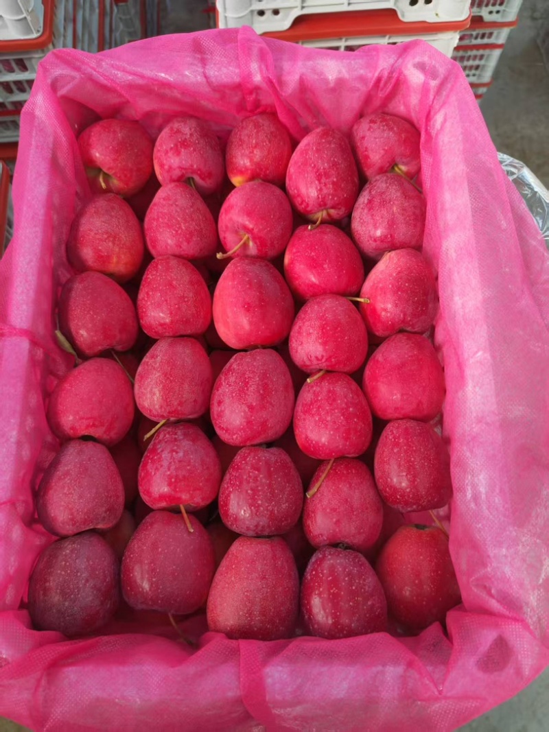 辽宁丹东精品《鸡心果》代办货量充足产地直发