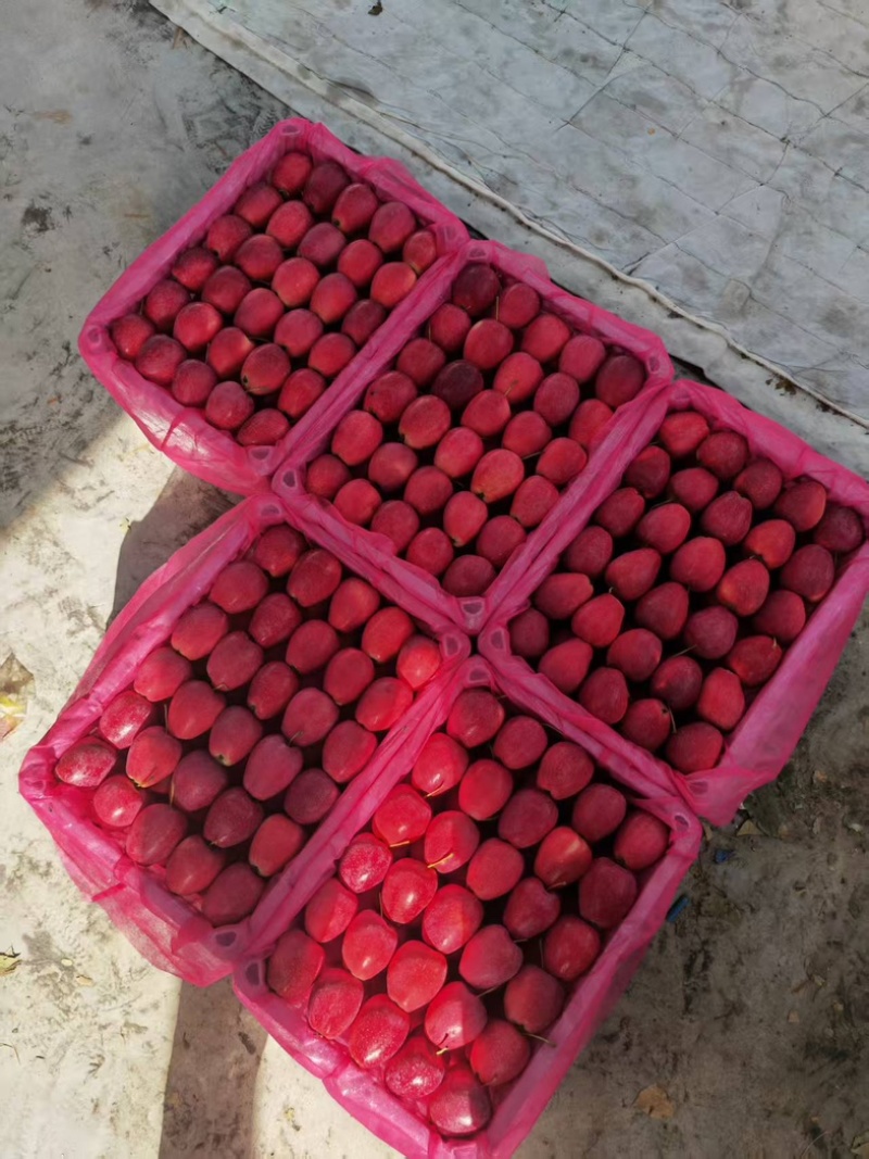 辽宁丹东精品《鸡心果》代办货量充足产地直发