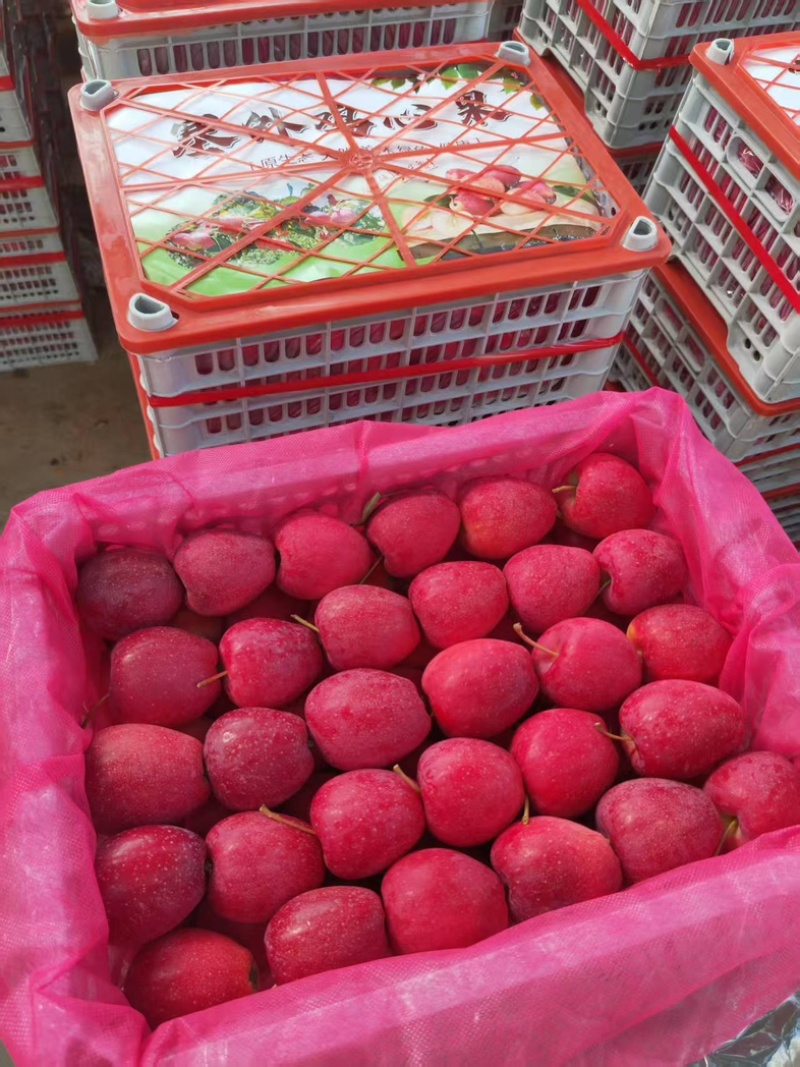 辽宁丹东精品《鸡心果》代办货量充足产地直发