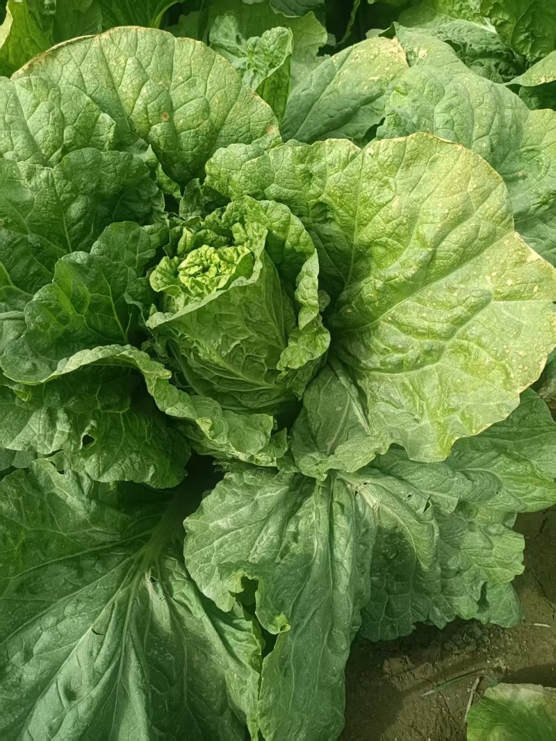 新疆阿克苏大白菜，颗重5公斤，欢迎选购，价格量大从优