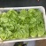 罗马生菜对接市场商超供货量大价格合理