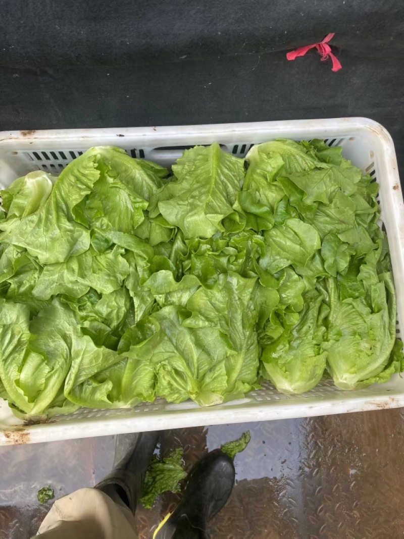 罗马生菜对接市场商超供货量大价格合理