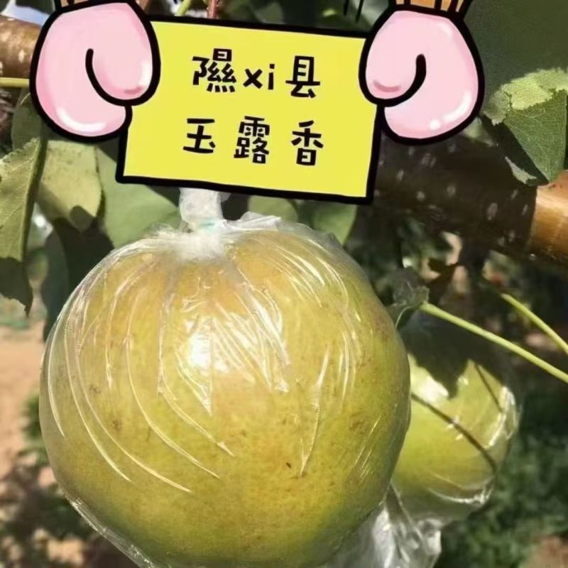 隰县玉露香梨上市啦
