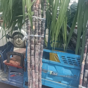 黑皮甘蔗