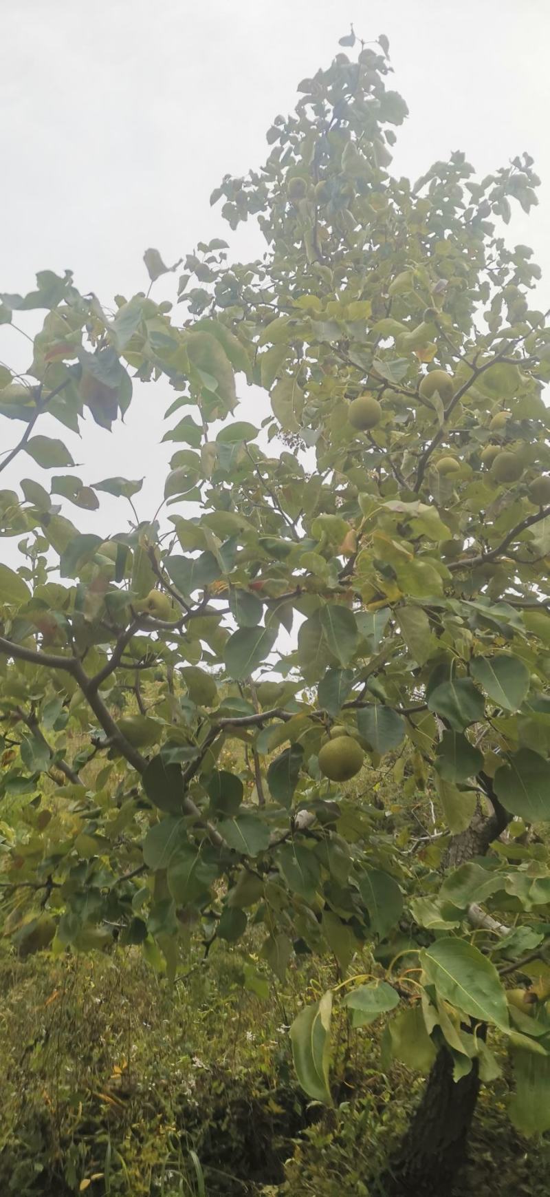 酸梨已经下树