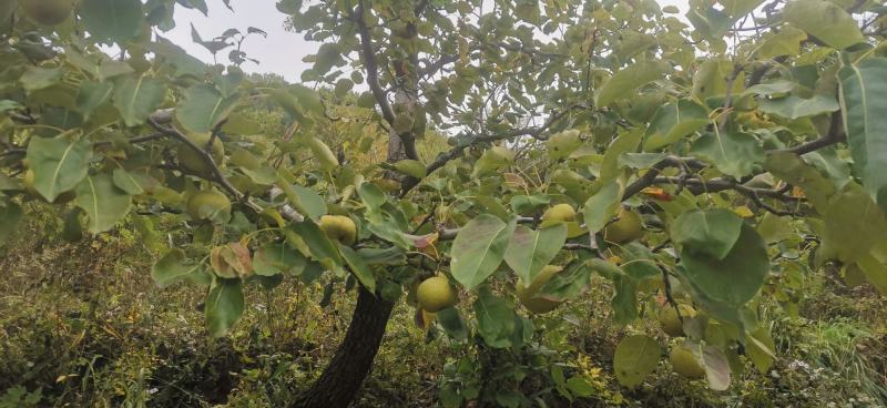 酸梨已经下树