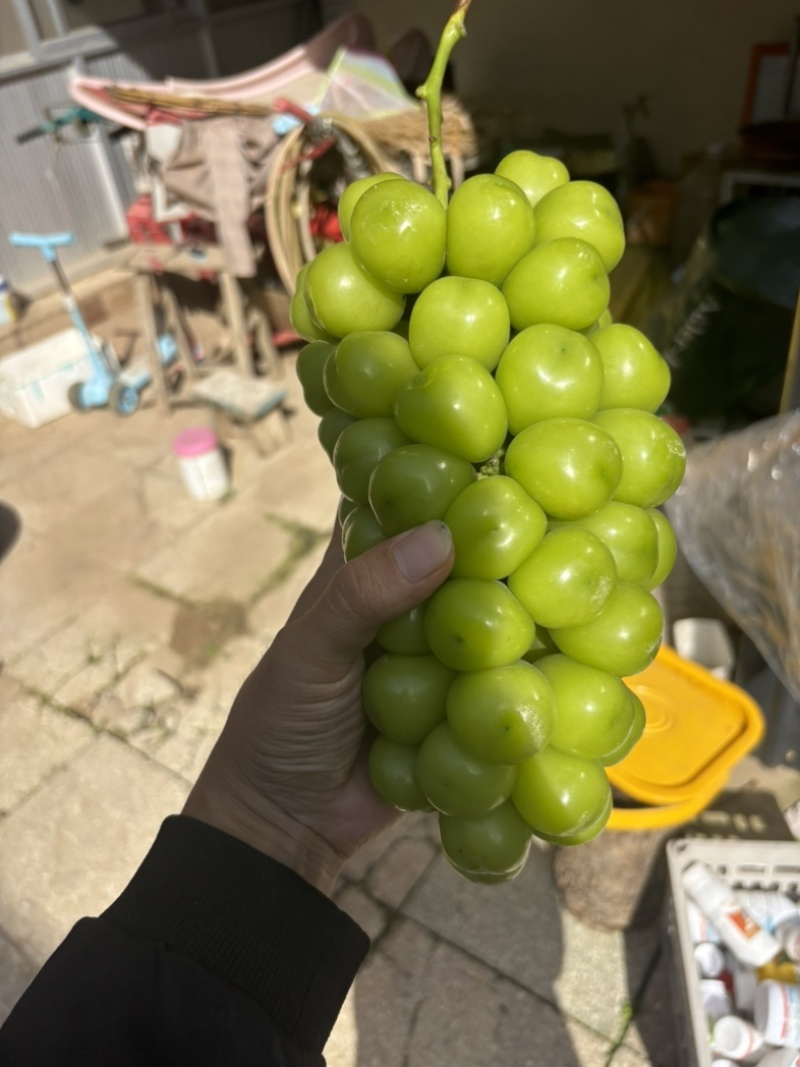 阳光玫瑰