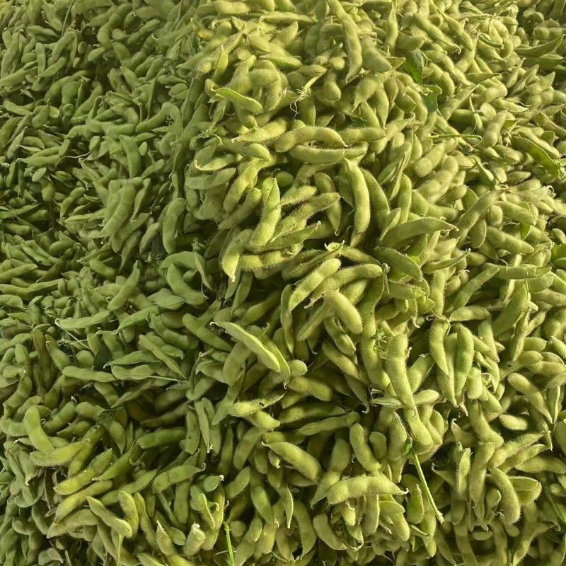 精品毛豆安徽芜湖区批发价质优价廉发货迅速欢迎采购