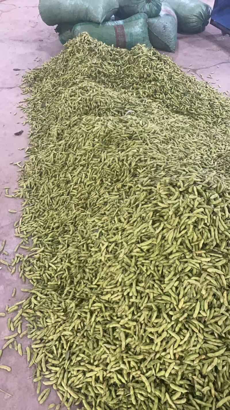 精品毛豆安徽芜湖区批发价质优价廉发货迅速欢迎采购