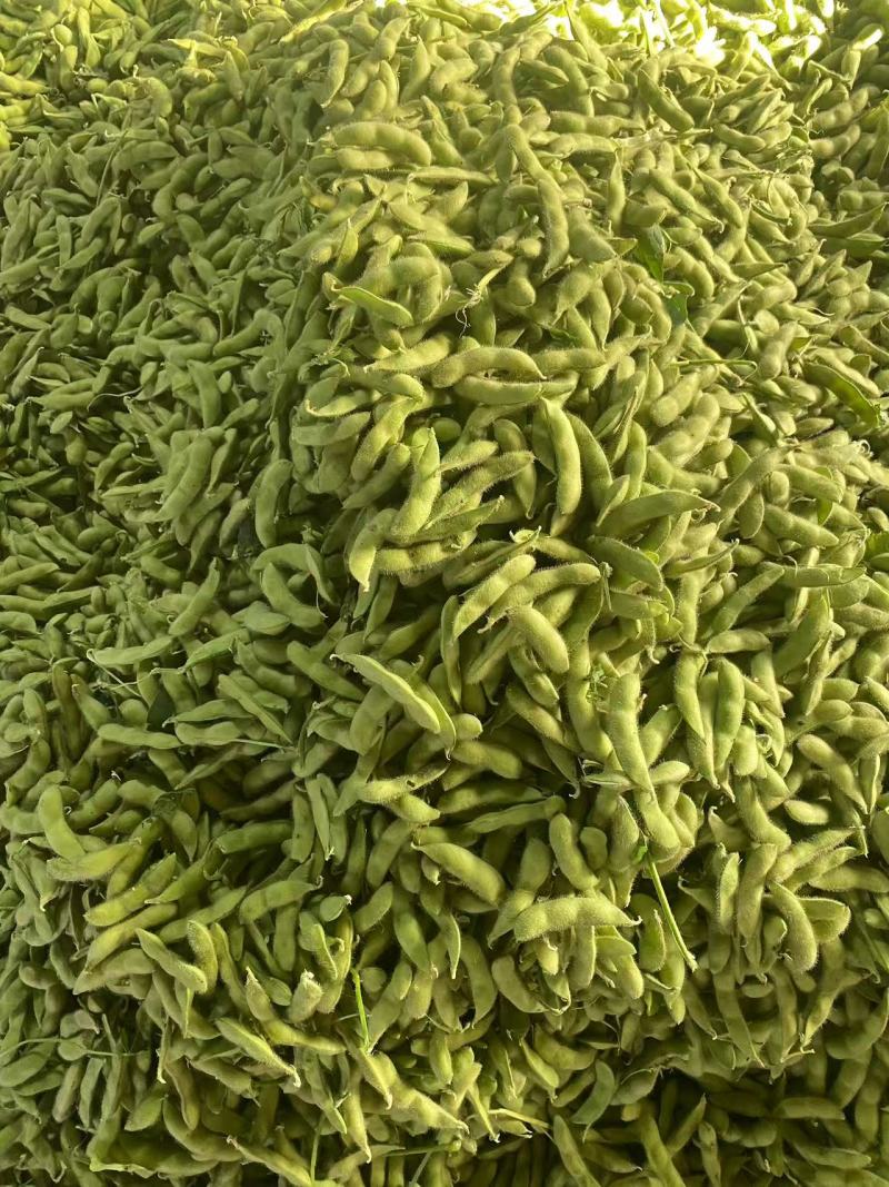 精品毛豆安徽芜湖区批发价质优价廉发货迅速欢迎采购