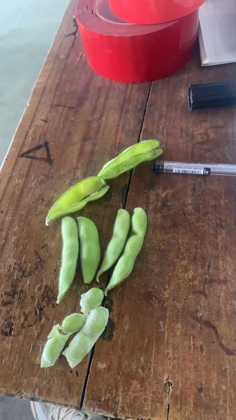 精品毛豆安徽芜湖区批发价质优价廉发货迅速欢迎采购