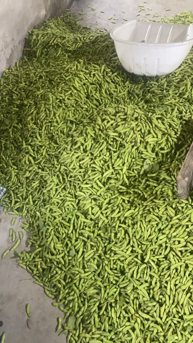 精品毛豆安徽芜湖区批发价质优价廉发货迅速欢迎采购