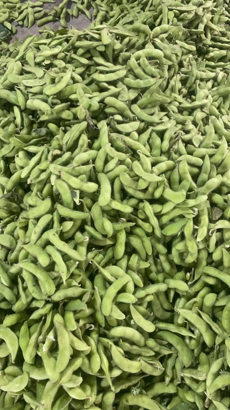 精品毛豆安徽芜湖区批发价质优价廉发货迅速欢迎采购