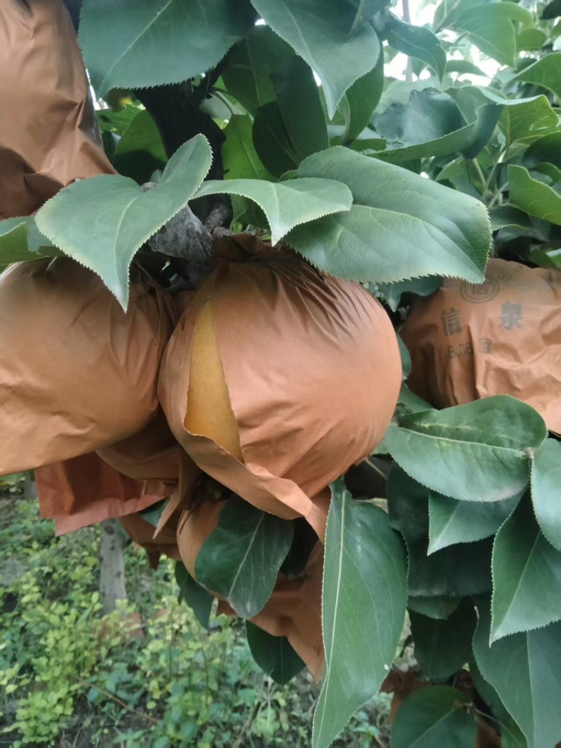 精品晚秋黄梨