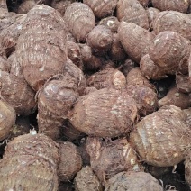 8520毛芋头大量上市，球多大，颜色黄，干净，快来买吧