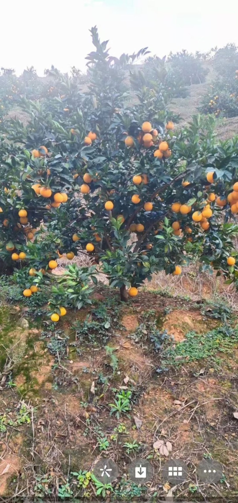 赣美鲜橙