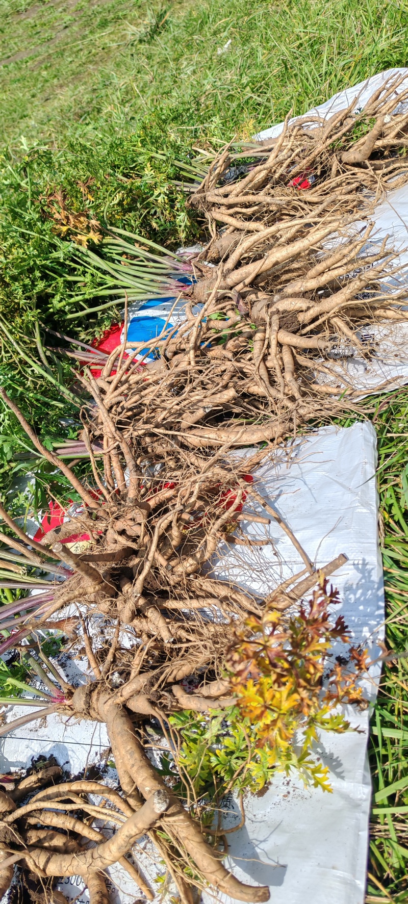 藏当归（人工仿野生种植）高海拔，香味浓郁，价格实惠。