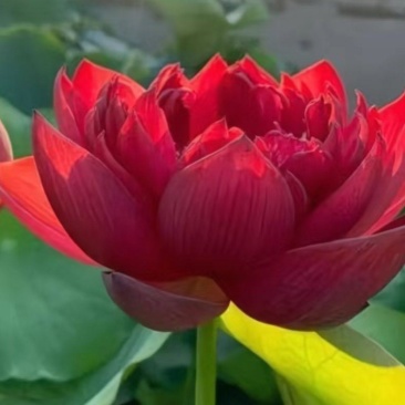 重瓣荷花