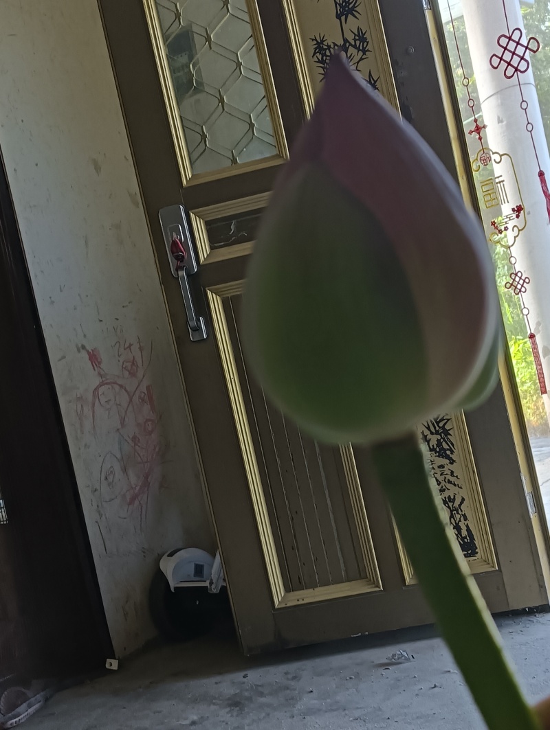 重瓣荷花